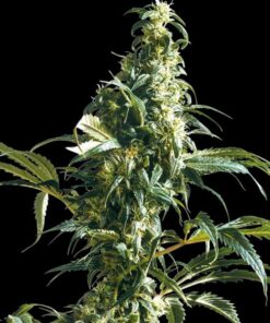 Mexican Sativa fem Sensi Seeds