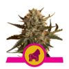 Mother Gorilla fem Royal Queen Seeds