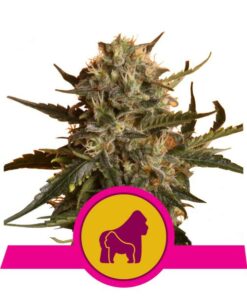 Mother Gorilla fem Royal Queen Seeds