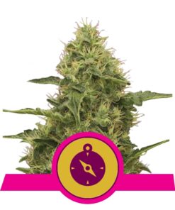 Northern Light fem Royal Queen Seeds