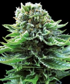 Northern Lights auto Sensi Seeds