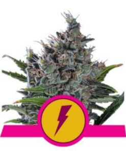 North Thunderfuck fem Royal Queen Seeds