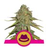 OG Kush fem Royal Queen Seeds