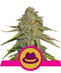 OG Kush fem Royal Queen Seeds