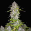 orange sherbert auto fast buds campo di canapa