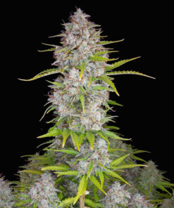 orange sherbert auto fast buds campo di canapa