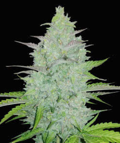 cheese auto fast buds campo di canapa