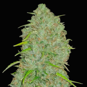 jack herer auto fast buds campo di canapa