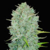 northern light auto fast buds campo di canapa