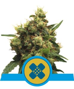 Painkiller XL cbd fem Royal Queen Seeds