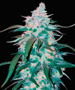 Pineapple express auto fast buds campo di canapa