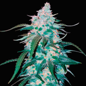 Pineapple express auto fast buds campo di canapa