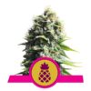 Pineapple Kush fem Royal Queen Seeds