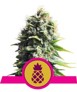 Pineapple Kush fem Royal Queen Seeds