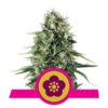 Power Flower fem Royal Queen Seeds