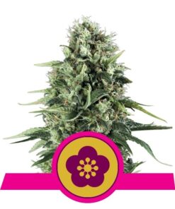 Power Flower fem Royal Queen Seeds