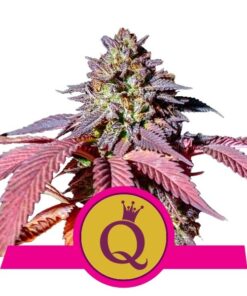 Purple Queen Seeds