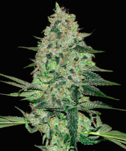 rhino ryder campo di canapa