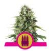 Royal AK fem Royal Queen Seeds
