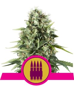 Royal AK fem Royal Queen Seeds