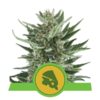 Royal Cheese auto Royal Queen Seeds