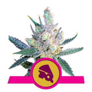 Royal Cheese fast flowering Royal Queen Seeds