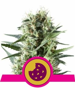 Royal Cookies fem Royal Queen Seeds