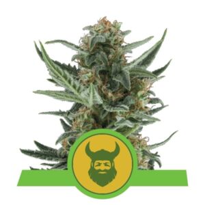 Royal Dwarf auto Royal Queen Seeds