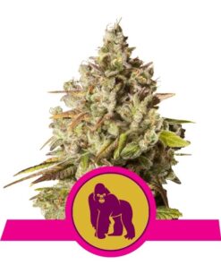 Royal Gorilla fem Royal Queen Seeds