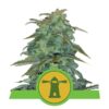 Royal Haze auto Royal Queen Seeds