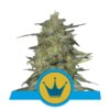 Royal Highness cbd fem Royal Queen Seeds