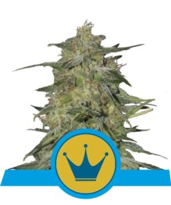 Royal Highness cbd fem Royal Queen Seeds