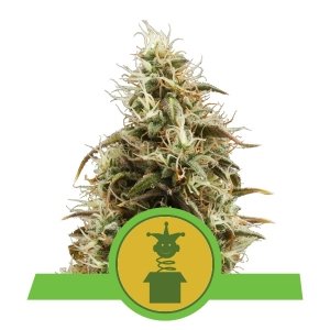 Royal Jack auto Royal Queen Seeds
