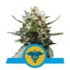 Royal Medic CBD fem Royal Queen Seeds