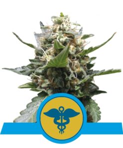 Royal Medic CBD fem Royal Queen Seeds