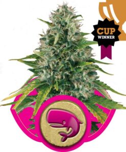 Royal Moby fem Royal Queen Seeds