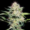 Sensi Skunk auto Sensi Seeds