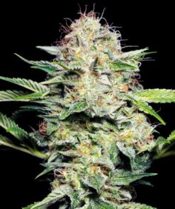 Sensi Skunk auto Sensi Seeds