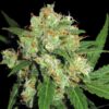 Sensi Skunk fem Sensi Seeds
