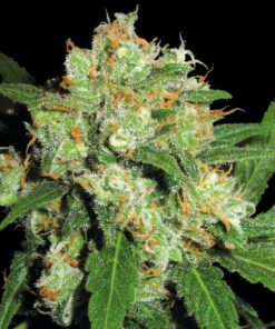 Sensi Skunk fem Sensi Seeds