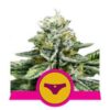 Sherbet Queen fem Royal Queen Seeds