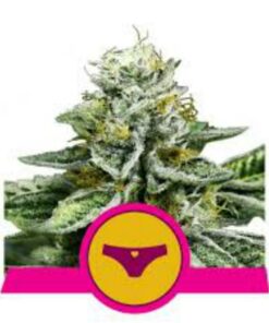 Sherbet Queen fem Royal Queen Seeds
