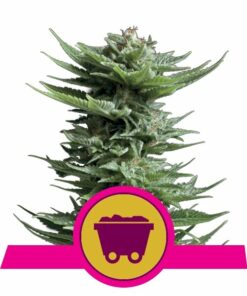 Shining Silver Haze fem Royal Queen Seeds