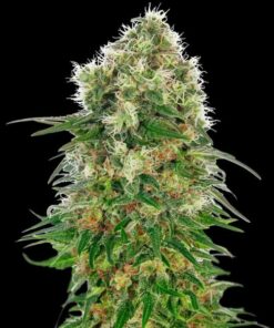 Shiva Skunk auto Sensi Seeds