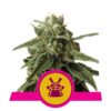 Shogun fem Royal Queen Seeds