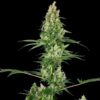 Silver Fire fem Sensi Seeds