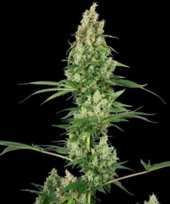 Silver Fire fem Sensi Seeds