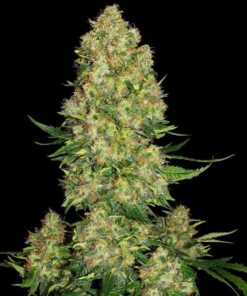 Skunk #1 auto Sensi Seeds