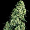 Skunk #1 fem Sensi Seeds