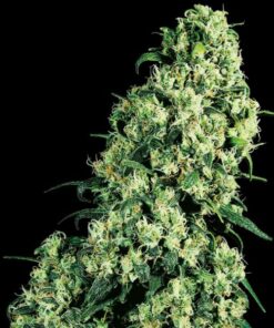 Skunk #1 fem Sensi Seeds